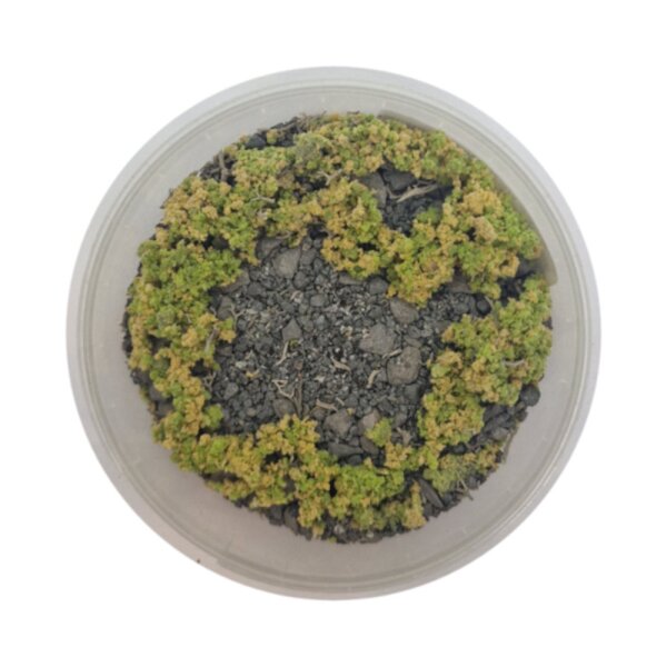 Basetopping: SIEGE GROUND (140ml)